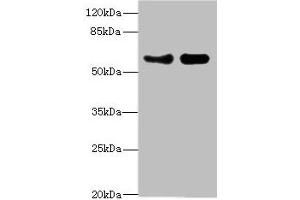 Western blot All lanes: VANGL1 antibody at 3.