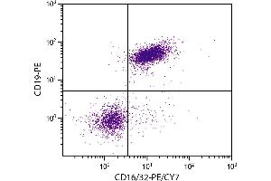 BALB/c mouse splenocytes were stained with Rat Anti-Mouse CD16/32-PE/CY7. (CD32/CD16 Antikörper  (PE-Cy7))