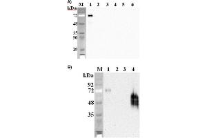 Western blot analysis using anti-DLK1 (mouse), mAb (PF105B)  at 1:2'000 dilution. (DLK1 Antikörper  (Extracellular Domain))
