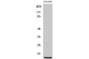 Western Blotting (WB) image for anti-Ribosomal Protein L39 (RPL39) (N-Term) antibody (ABIN3186784) (RPL39 Antikörper  (N-Term))