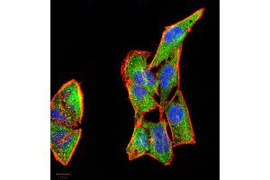 Immunocytochemistry (ICC) image for anti-Colony Stimulating Factor 3 (Granulocyte) (CSF3) (AA 1-207) antibody (ABIN5863249) (G-CSF Antikörper  (AA 1-207))