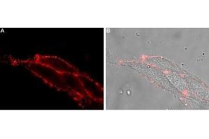 Immunocytochemistry (ICC) image for anti-Non Imprinted in Prader-Willi/Angelman Syndrome 2 (NIPA2) (AA 137-148), (Extracellular) antibody (ABIN7043395)