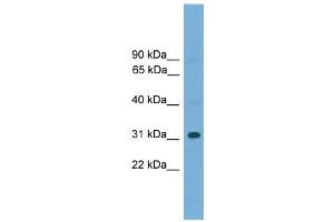 WB Suggested Anti-Gm5864 Antibody Titration:  0. (Gm5864 Antikörper  (Middle Region))