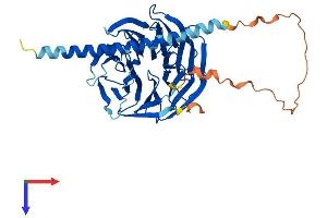 POC1A Protein (AA 1-405) (His tag)