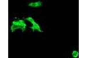 Image no. 2 for anti-Chromosome 2 Open Reading Frame 62 (C2orf62) antibody (ABIN1497053) (C2orf62 Antikörper)