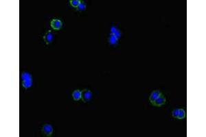 Immunofluorescent analysis of HepG2 cells using ABIN7147573 at dilution of 1:100 and Alexa Fluor 488-congugated AffiniPure Goat Anti-Rabbit IgG(H+L) (CLCN1 Antikörper  (AA 634-988))