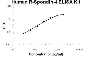 Human R-Spondin-4 PicoKine ELISA Kit standard curve (R-Spondin 4 ELISA Kit)