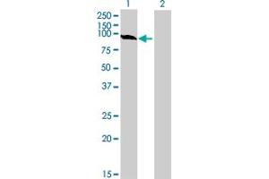 Western Blot analysis of GSTCD expression in transfected 293T cell line by GSTCD MaxPab polyclonal antibody.