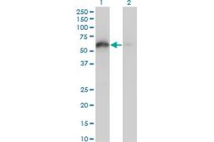 Western Blot analysis of BAG4 expression in transfected 293T cell line by BAG4 monoclonal antibody (M02), clone 2G9. (BAG4 Antikörper  (AA 1-457))