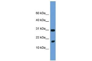 Fgf1 antibody used at 2. (FGF1 Antikörper  (N-Term))