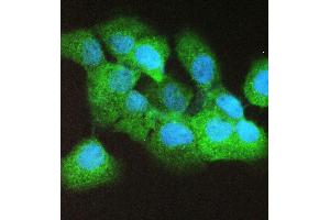 IF analysis of Caspase 4 using anti-Caspase 4 antibody (ABIN5693193). (Caspase 4 Antikörper  (AA 111-194))