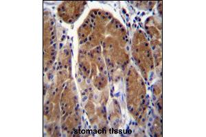 TSSK6 Antibody (C-term) (ABIN656396 and ABIN2845691) immunohistochemistry analysis in formalin fixed and paraffin embedded human stomach tissue followed by peroxidase conjugation of the secondary antibody and DAB staining. (TSSK6 Antikörper  (C-Term))