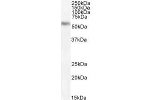 DGAT1 Antikörper  (Internal Region)