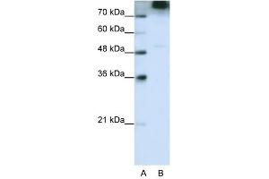 EIF3S9 antibody used at 0. (EIF3B Antikörper  (C-Term))