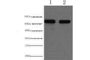 Western Blot analysis of HepG2 cells using AFP Monoclonal Antibody at dilution of 1:2000. (alpha Fetoprotein Antikörper)