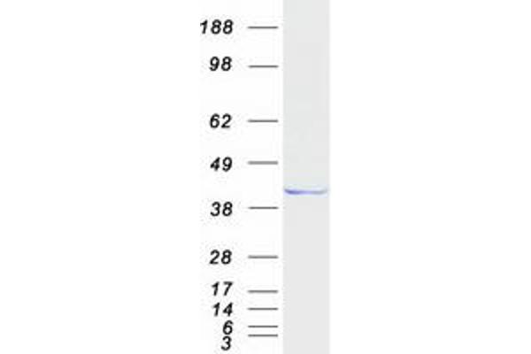 HPDL Protein (Myc-DYKDDDDK Tag)