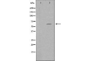 TFE3 Antikörper  (Internal Region)