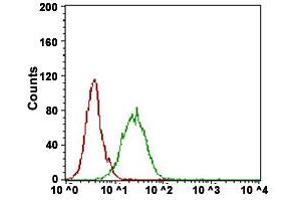 Flow Cytometry analysis of A431 cells with NT5E monoclonal antibody, clone 4G6E3  at 1:200-1:400 dilution (Green) and negative control (Red). (CD73 Antikörper  (AA 30-250))