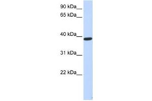 Western Blotting (WB) image for anti-Protein Phosphatase 1, Regulatory Subunit 7 (PPP1R7) antibody (ABIN2459966) (PPP1R7 Antikörper)