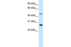 Western Blotting (WB) image for anti-Spermatogenic Leucine Zipper 1 (SPZ1) antibody (ABIN2461525) (SPZ1 Antikörper)