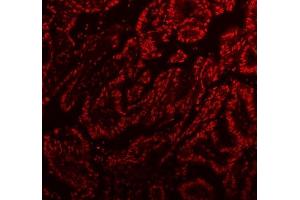 IF analysis of SFPQ using anti-SFPQ antibody (ABIN7603089). (SFPQ Antikörper  (Middle Region))