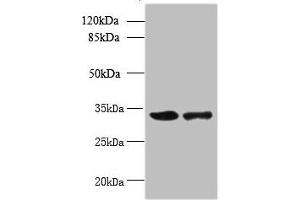 Western blot All lanes: RWDD2A antibody at 0. (RWDD2A Antikörper  (AA 1-292))