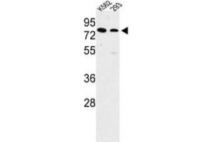 Western Blotting (WB) image for anti-Solute Carrier Family 3 Member 1 (SLC3A1) antibody (ABIN3003916) (SLC3A1 Antikörper)