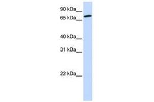 Image no. 1 for anti-Component of Oligomeric Golgi Complex 4 (COG4) (AA 576-625) antibody (ABIN6743815) (COG4 Antikörper  (AA 576-625))