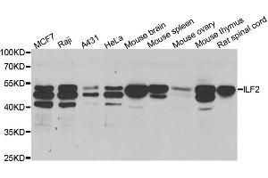 Western blot analysis of extracts of various cell lines, using ILF2 antibody (ABIN5973487) at 1/1000 dilution. (ILF2 Antikörper)