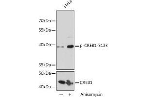 Western blot analysis of extracts of HeLa cells using Phospho-CREB1(S133) Polyclonal Antibody at dilution of 1:2000.