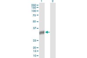 Western Blot analysis of NAT2 expression in transfected 293T cell line by NAT2 MaxPab polyclonal antibody. (NAT2 Antikörper  (AA 1-290))