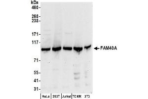 anti-Striatin Interacting Protein 1 (STRIP1) (AA 25-75) antibody