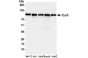Western Blotting (WB) image for anti-Cullin 3 (CUL3) (AA 650-700) antibody (ABIN7453602) (Cullin 3 Antikörper  (AA 650-700))