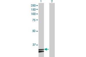 Western Blot analysis of HADH expression in transfected 293T cell line by HADH MaxPab polyclonal antibody. (HADH Antikörper  (AA 1-314))