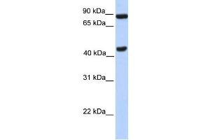 WB Suggested Anti-NPAS2 Antibody Titration:  0.