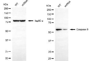 Western blotting analysis using caspase 8 antibody (ABIN7797905).