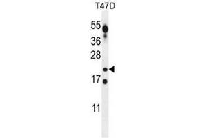 CT45A Antibody (Center) western blot analysis in T47D cell line lysates (35µg/lane).