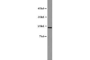 Western Blotting (WB) image for Vasoactive Intestinal Peptide (Vip) ELISA Kit (ABIN1117772)