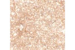 Immunohistochemical analysis of RAPGEF4 in mouse liver tissue with RAPGEF4 polyclonal antibody  at 2. (RAPGEF4 Antikörper  (N-Term))