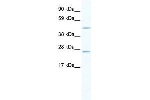Annexin A11 antibody used at 2. (Annexin A11 Antikörper  (C-Term))