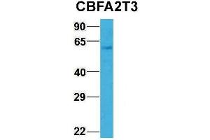 Western Blotting (WB) image for anti-Core-binding Factor, Runt Domain, alpha Subunit 2, Translocated To, 3 (CBFA2T3) (N-Term) antibody (ABIN2778220)