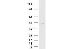 Validation with Western Blot (NPDC1 Protein (Myc-DYKDDDDK Tag))