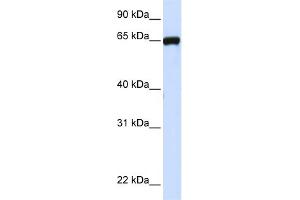 WB Suggested Anti-LRRC4C Antibody Titration:  0. (LRRC4C Antikörper  (N-Term))