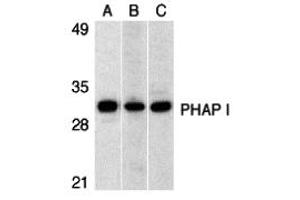 Western Blotting (WB) image for anti-PHAP I (C-Term) antibody (ABIN1030579) (PHAP I Antikörper  (C-Term))