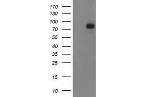 Image no. 2 for anti-Signal Transducer and Activator of Transcription 4 (STAT4) antibody (ABIN1501176) (STAT4 Antikörper)