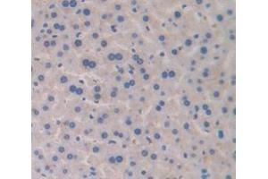 IHC-P analysis of Mouse Tissue, with DAB staining. (Transferrin Antikörper  (AA 360-682))