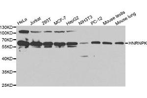 Western blot analysis of extracts of various cell lines, using HNRNPK antibody.