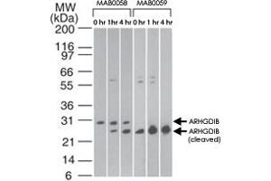 Western blot analysis of ARHGDIB in Jurkat cells using ARHGDIB monoclonal antibody, clone 10D774  at 2 ug/mL and ARHGDIB monoclonal antibody, clone 97A1015  at 0. (ARHGDIB Antikörper  (Cleavage Site))