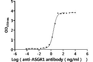 Measured by its binding ability in a functional ELISA.
