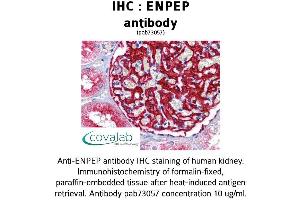 Image no. 2 for anti-Glutamyl Aminopeptidase (Aminopeptidase A) (ENPEP) (AA 689-932) antibody (ABIN1734042) (ENPEP Antikörper  (AA 689-932))